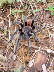 Sericopelma
