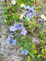 Cynoglossum amabile