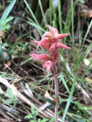 Sacoila lanceolata
