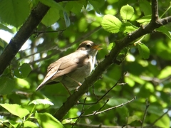 Luscinia megarhynchos
