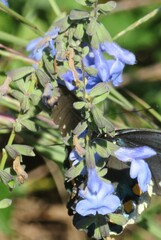 Salvia azurea