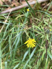 Picris hieracioides morrisonensis