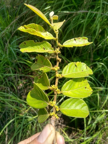 Rare forest bridelia (Bridelia atroviridis)