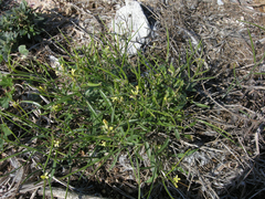 Sisymbrium orientale
