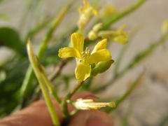Sisymbrium orientale