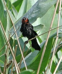 Amblyramphus holosericeus