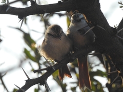 Cranioleuca pyrrhophia