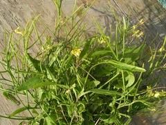 Sisymbrium orientale