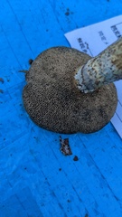 Suillus viscidus
