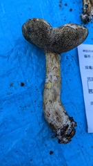 Suillus viscidus