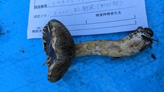 Suillus viscidus