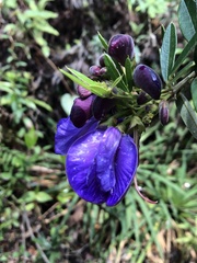 Periandra mediterranea