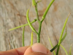Sisymbrium orientale