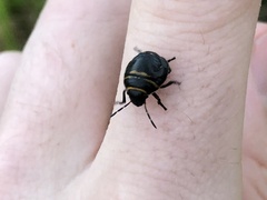 Orsilochides guttata