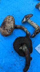 Suillus viscidus