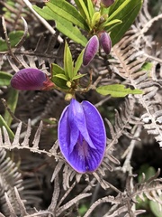 Periandra mediterranea