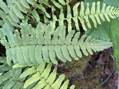 Dryopteris cycadina