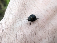 Orsilochides guttata