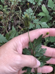 Bidens bipinnata
