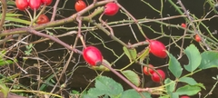 Rosa canina