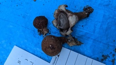 Geastrum javanicum