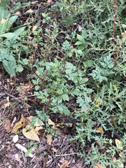 Bidens bipinnata