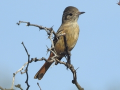 Knipolegus aterrimus