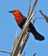 Amblyramphus holosericeus