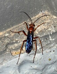 Tachypompilus ferrugineus