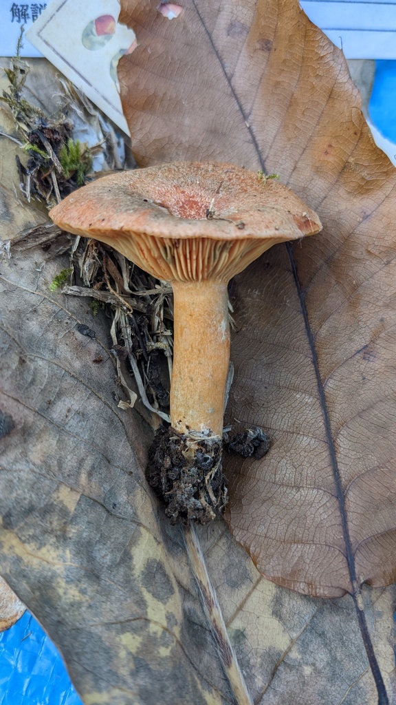 Lactarius akahatsu · October 2022 · photo: © atsushi_nakajima_cirque (iNaturalist, cc-by)