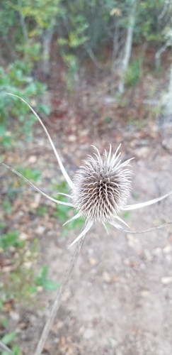 iNaturalist observation photo of fuller's teasel