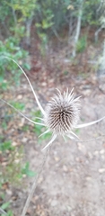Dipsacus sativus