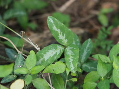 Tetrastigma formosanum
