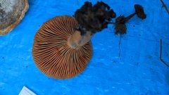 Lactarius akahatsu