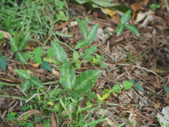 Tetrastigma formosanum