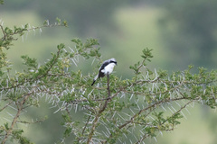 Lanius excubitoroides