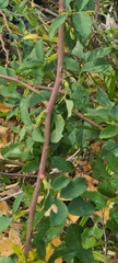 Rosa canina
