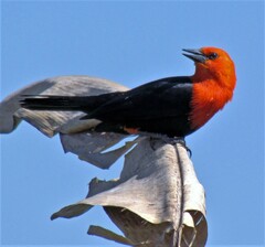 Amblyramphus holosericeus