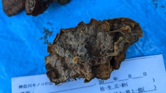Hymenochaete rubiginosa