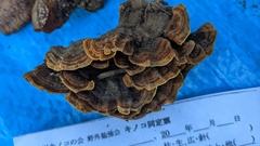 Hymenochaete rubiginosa