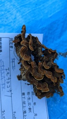 Hymenochaete rubiginosa
