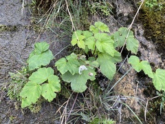 Eriocapitella vitifolia