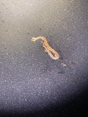 Agkistrodon laticinctus