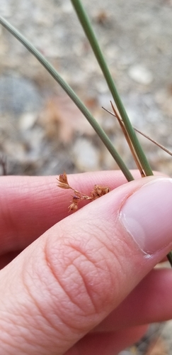 iNaturalist observation photo of Rushes