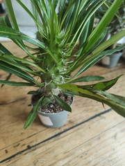 Pachypodium lamerei