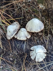 Psathyrella fuscifolia