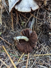 Psathyrella fuscifolia
