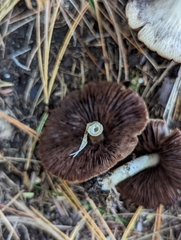 Psathyrella fuscifolia