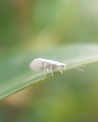 Coniopterygidae