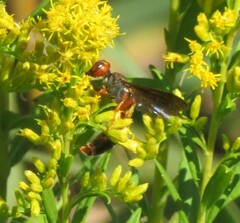 Cerceris bicornuta